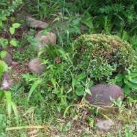 「つつじ・さつき」類の剪定は自己流。