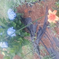 　雨の前収穫ズッキーニのみ　花の様子ユリ・アジサイ・ダリア　