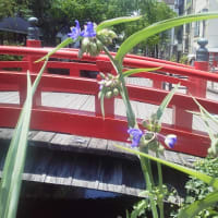 沢田研二LIVE2025｢霜柱と蝋梅の森｣㉒高知県立県民文化ホール オレンジホールに蝋梅の色づいた実を添えて