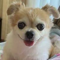 明るい気持ちでお空のハニーちゃんと繋がっているご様子に、ほっこりしました