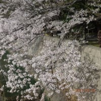 2021年春、今年も綺麗に桜が咲きました・・・。