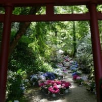 奈良県明日香村岡寺の「アジサイの階段・２０２４」