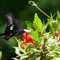 赤い花に黒い蝶　ニワゼキショウ　蝋梅の実