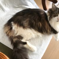 ツイン・ニャコム