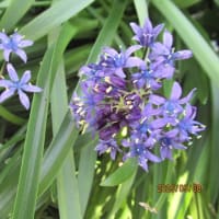 花てまり：ベルビアナ；ウツギ ：カリブラコア；ガザニア：天人菊；