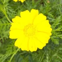 シュンキクの花三様に　2025.5