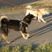 上杉民部大輔則政家臣（桐生又次郎親綱家臣および諸家家臣団・その６）