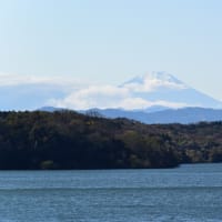 腰痛になり、今日はデスコンになった小さなNikon1カメラで狭山湖に
