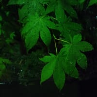 土砂降り