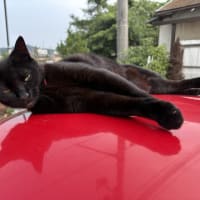 忙しい日曜日～　黒猫ちゃんはご機嫌斜め？！