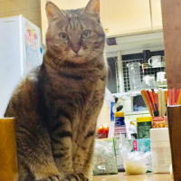 ネコパーティー開催中