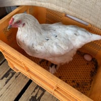 ぶちの初卵