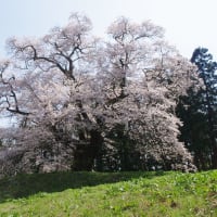 推定樹齢500年以上...見頃を迎えた秋山の駒ザクラに（2024.4.14）