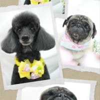12日のお客様