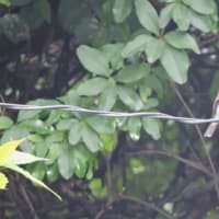 コサメビタキ Muscicapa dauurica ：ごみステーションにも?!