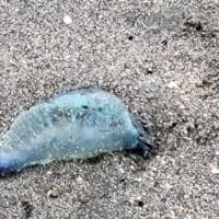 小田原の夏を満喫！「御幸の浜」と「江之浦」2つの海水浴場が今年も海開き！