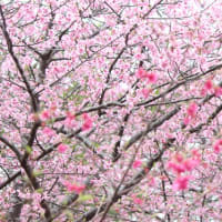 桜満開？　大和村　フォレストポリス　水辺の広場　（月）