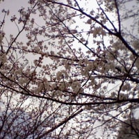 春の写真Part.２　桜（近所の公園）