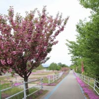 立谷川の芝桜