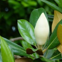 タイサンボク　〈泰山木の白い花〉　
