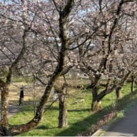 川沿いの桜道を10kmジョギング。