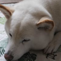 愛、和花、今年ももうすぐ梅雨入りですね。。。