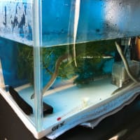 水槽掃除