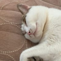 寝顔が可愛いラブ君