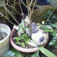 大好きな三毛猫