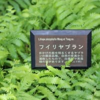 駅前の広場は、　新緑～緑の木々に覆われていました！