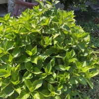 ６月の花といえば