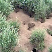 海鳥のサンクチュアリ　天売島と森林浴を楽しむメルヘンの焼尻島　３５回目　天売島