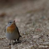 フリー素材 ： 野鳥 ・ 翡翠　　於大公園のニシオジロビタキ