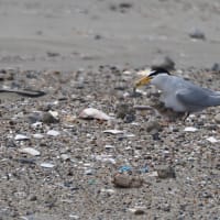 波崎海岸でコアジサシの親子を見てきました（2025年6月7日）