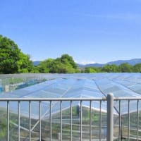 久しぶりの陶器山