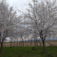 福島潟の桜