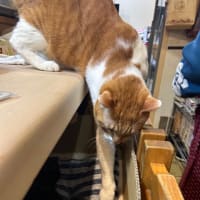 看板猫のいるお店で猫飲み1 (2401-2)