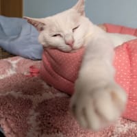 やっぱり