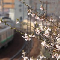 小樽の桜