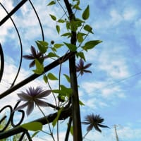 寄せ植えの中から