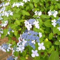 染谷花しょうぶ園