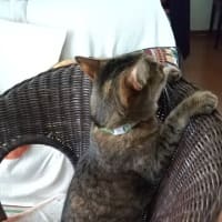 暑い日は