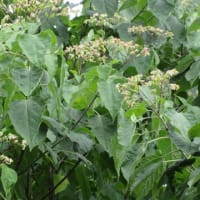 茄子漬漬けてみた