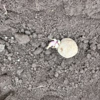 今年もジャガイモを植える。