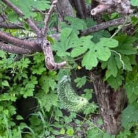 アナベルと山芋のリース、ミニサイズと..