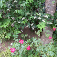 5／12 ウツギ、シャリンバイ、ヤマボウシの白い花