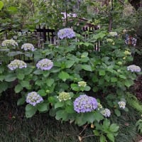 アジサイの花、高麗神社で