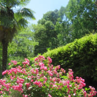 県民の森を走って