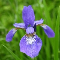 水無月（みなづき）６月