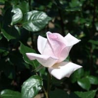 新潟県国営越後丘陵公園でバラを愛でる